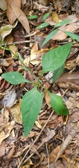 Pseuderanthemum variabile