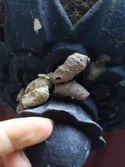 Sceliphron curvatum