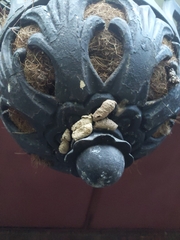 Sceliphron curvatum
