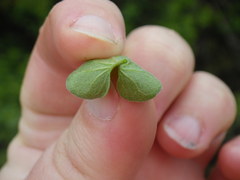 Dichondra donelliana
