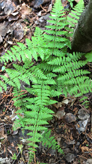 Cystopteris bulbifera