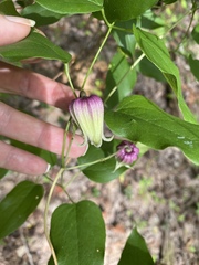 Clematis reticulata