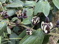 Passiflora bogotensis