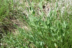 Silene vulgaris