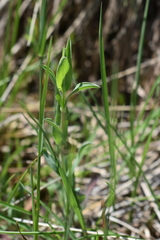 Silene vulgaris