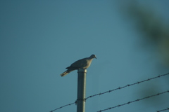 Streptopelia decaocto
