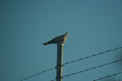 Streptopelia decaocto
