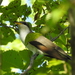 Yellow-billed Cuckoo - Photo (c) Jennifer Linde, some rights reserved (CC BY-NC), uploaded by Jennifer Linde