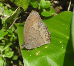 Pindis squamistriga