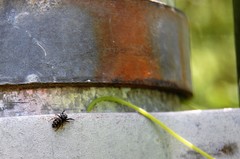 Paraphidippus aurantius