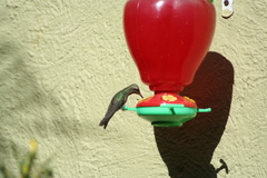 Cynanthus latirostris