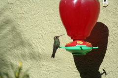 Cynanthus latirostris