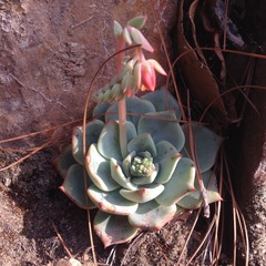 Echeveria subalpina