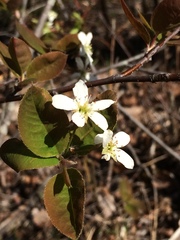 Amelanchier bartramiana