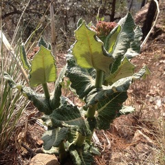 Asclepias otarioides