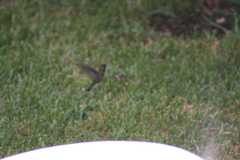 Cynanthus latirostris