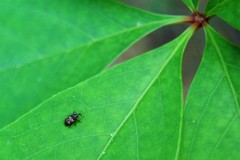 Glyptobaris lecontei