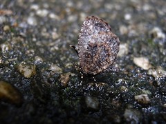 Logania marmorata damis