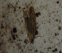 Lathronympha strigana