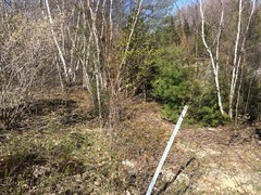 Amelanchier bartramiana