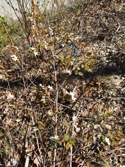 Amelanchier bartramiana