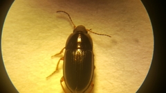 Amara familiaris
