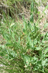 Silene vulgaris