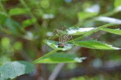 Opiliones