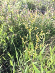 Juncus biflorus
