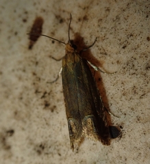 Lathronympha strigana