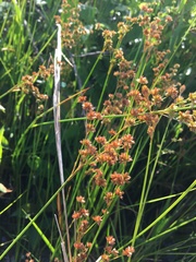 Juncus acuminatus