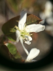Amelanchier bartramiana
