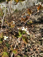 Amelanchier bartramiana