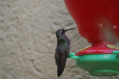 Cynanthus latirostris