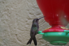 Cynanthus latirostris