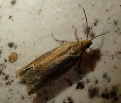 Lathronympha strigana