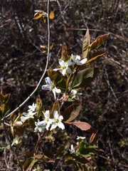 Amelanchier bartramiana