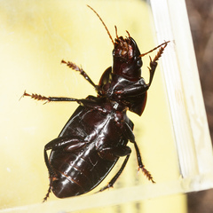 Harpalus caliginosus
