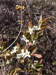 Amelanchier bartramiana