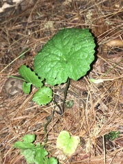 Rubus dalibarda