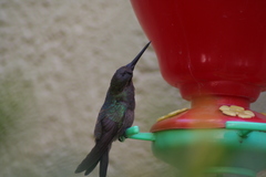 Cynanthus latirostris