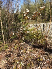 Amelanchier bartramiana