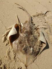 Rostroraja eglanteria