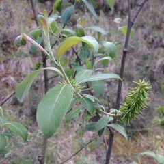 Salix paradoxa