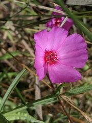 Clarkia rubicunda