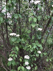 Viburnum lantana