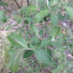 Salix paradoxa