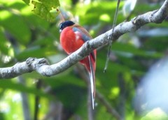 Harpactes duvaucelii