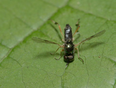 Actina viridis