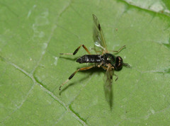 Actina viridis